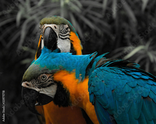 Free birds in the wild photo