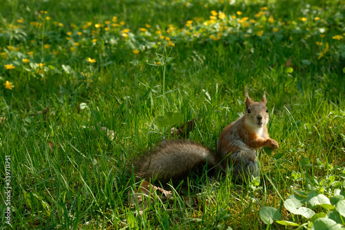 squirrel in the park © Nikita Satarov