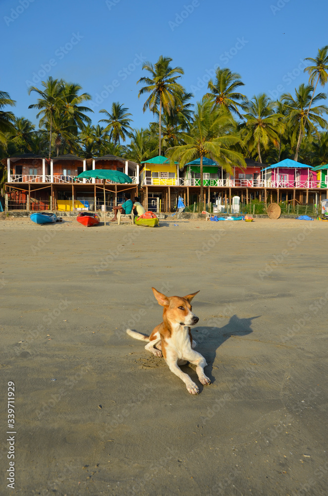 Piesek na plaży Palolem - Goa, Indie - obrazy, fototapety, plakaty 