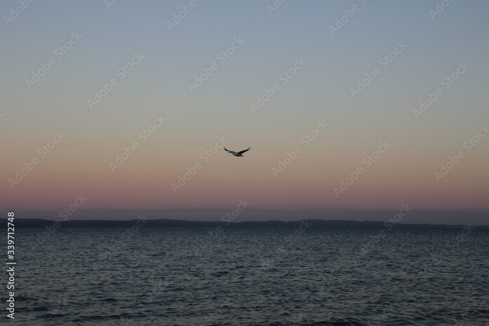 Pelican flies across sunset over Cleveland 