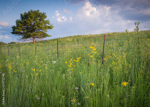 Early morning light on wildflowers growing on the slope of a glacial deposit at a Midwest prairie conservation site.