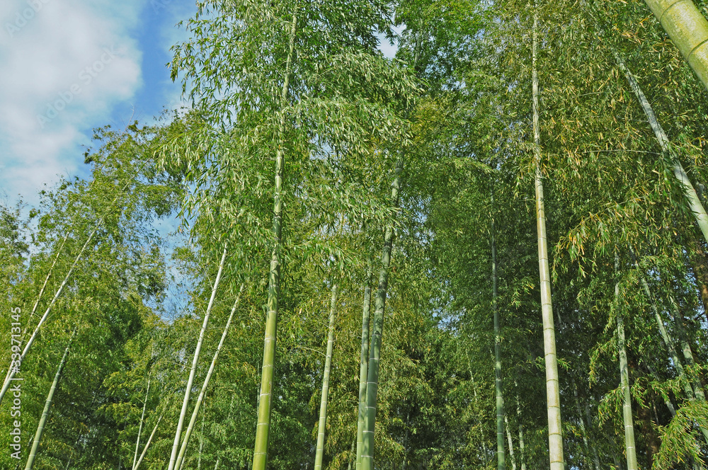 Obraz premium 竹林