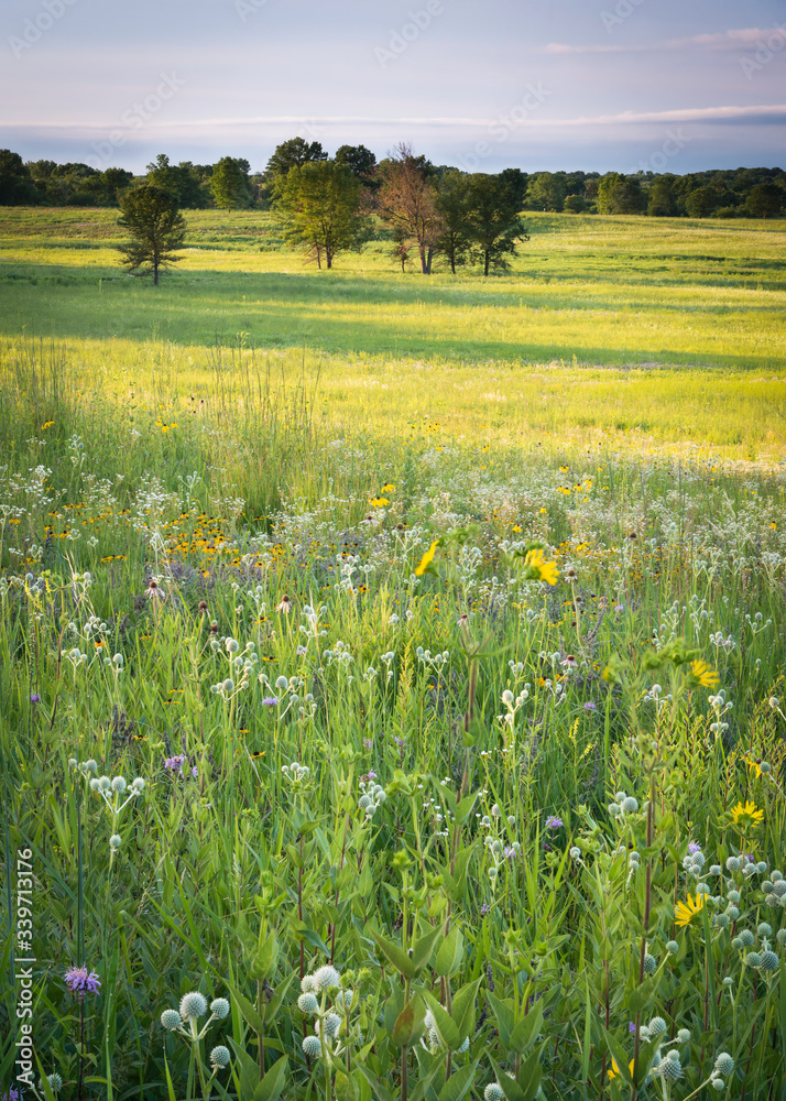 Sunrise light washes over a Midwest prairie landscape of blooming native summer wildflowers.