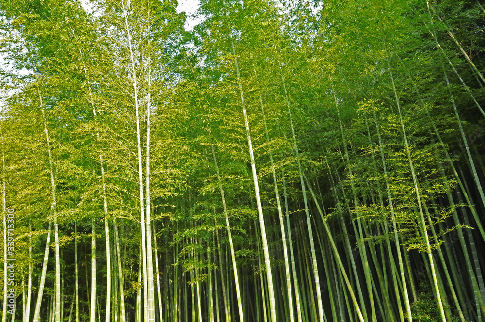 竹林 竹林