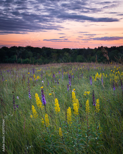 A colorful sunset sky over blooming late summer native wildflowers in a Midwest prairie conservation habitat.