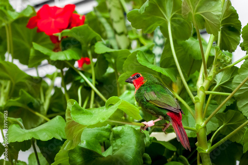 A red-headed parrot finch with green feathers and a red tail sits on a branch of a home plant with leaves, veterinary ornithological theme birdwatching.