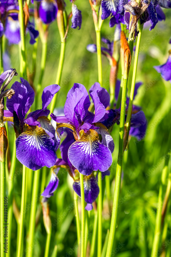 blue iris with a yellow center close up in drops of dew blue iris with a yellow center close up in drops of dew