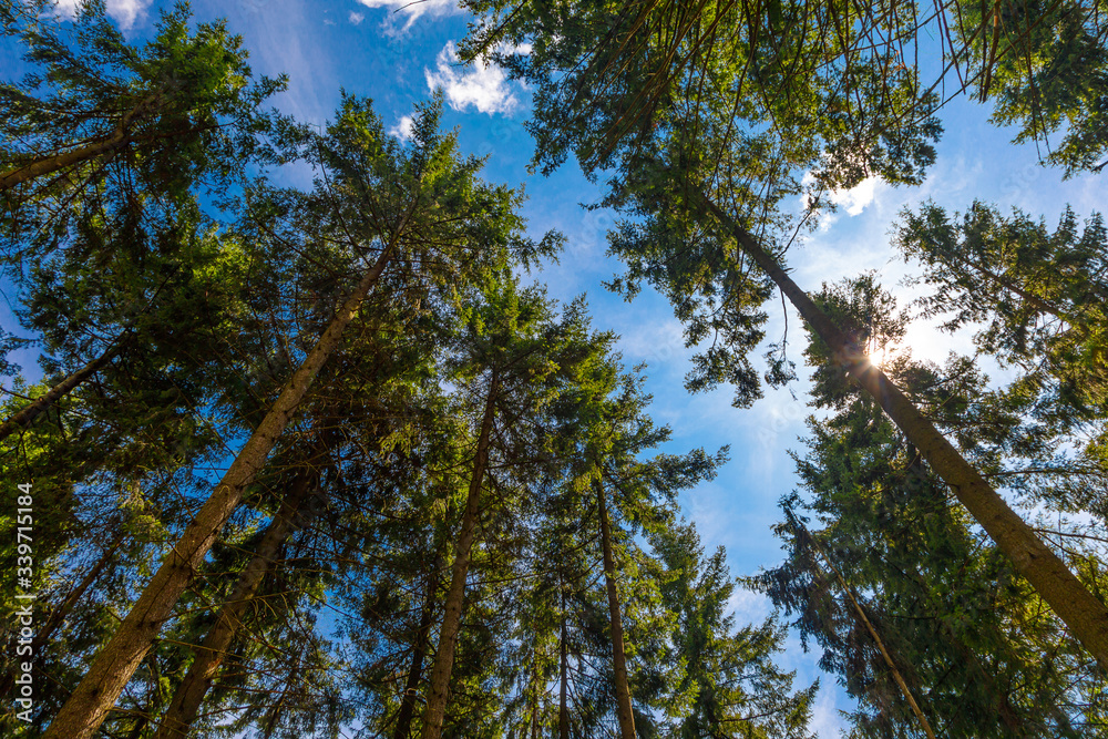 Crowns Of Coniferous Forest Trees Against The Sky, Bottom View. Crowns Of Coniferous Forest Trees Against The Sky, Bottom View.