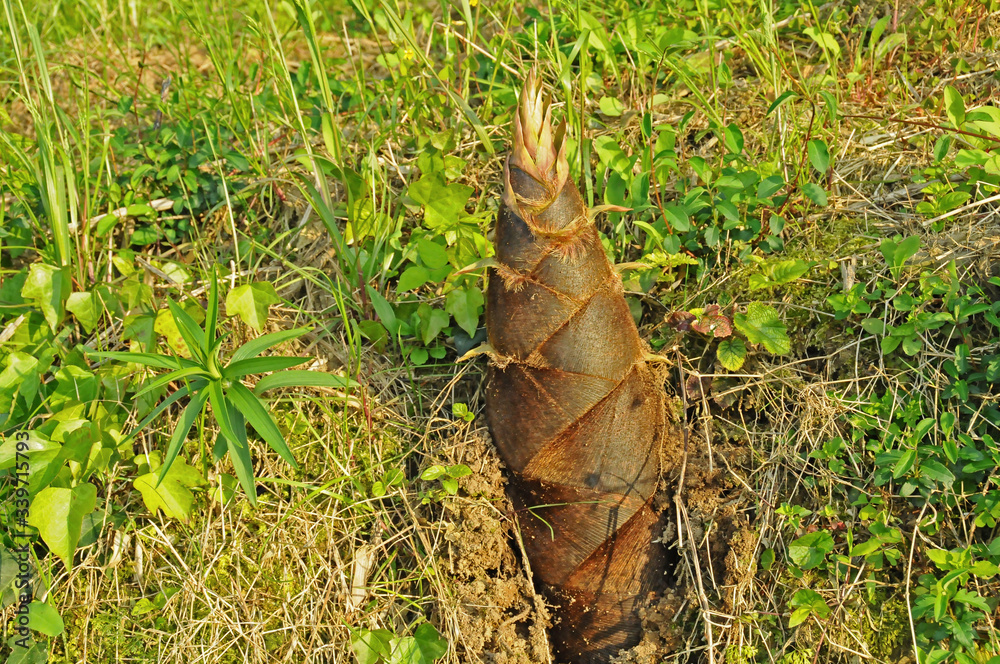 Naklejka premium 竹の子と竹林