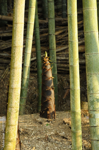 竹の子と竹林