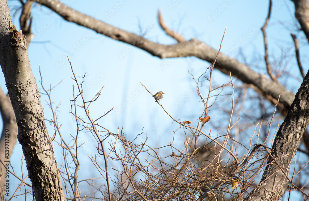 Yellow Rumped Warbler Yellow Rumped Warbler