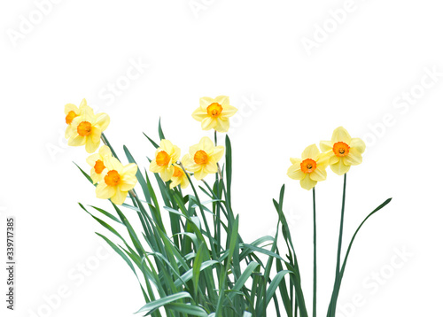 Fototapeta Naklejka Na Ścianę i Meble -  yellow daffodil flowers isolated on white