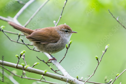 Εκτύπωση καμβά A Cetti's warbler (Cettia cetti)