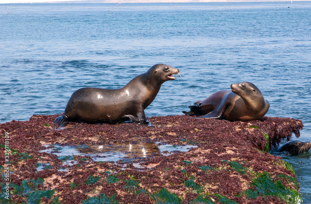 Obraz premium California Sea Lion