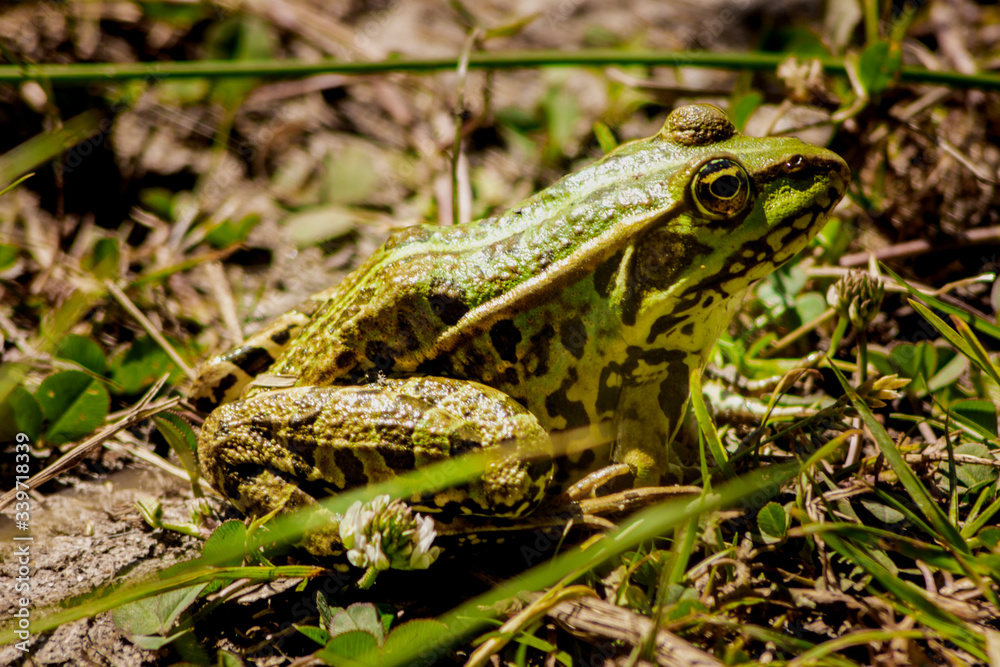 grenouille verte espace vie nature grenouille verte espace vie nature
