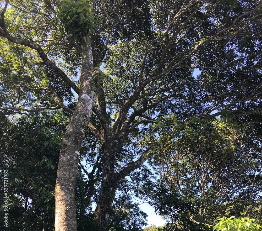 Fototapeta premium tree in the park