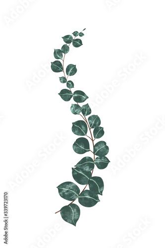 Soft watercolor eucalyptus branch