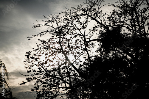 Dark Trees © Hasan