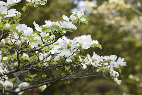 Flowering dogwood (Cornus florida) / Cornaceae deciduous tall tree © tamu