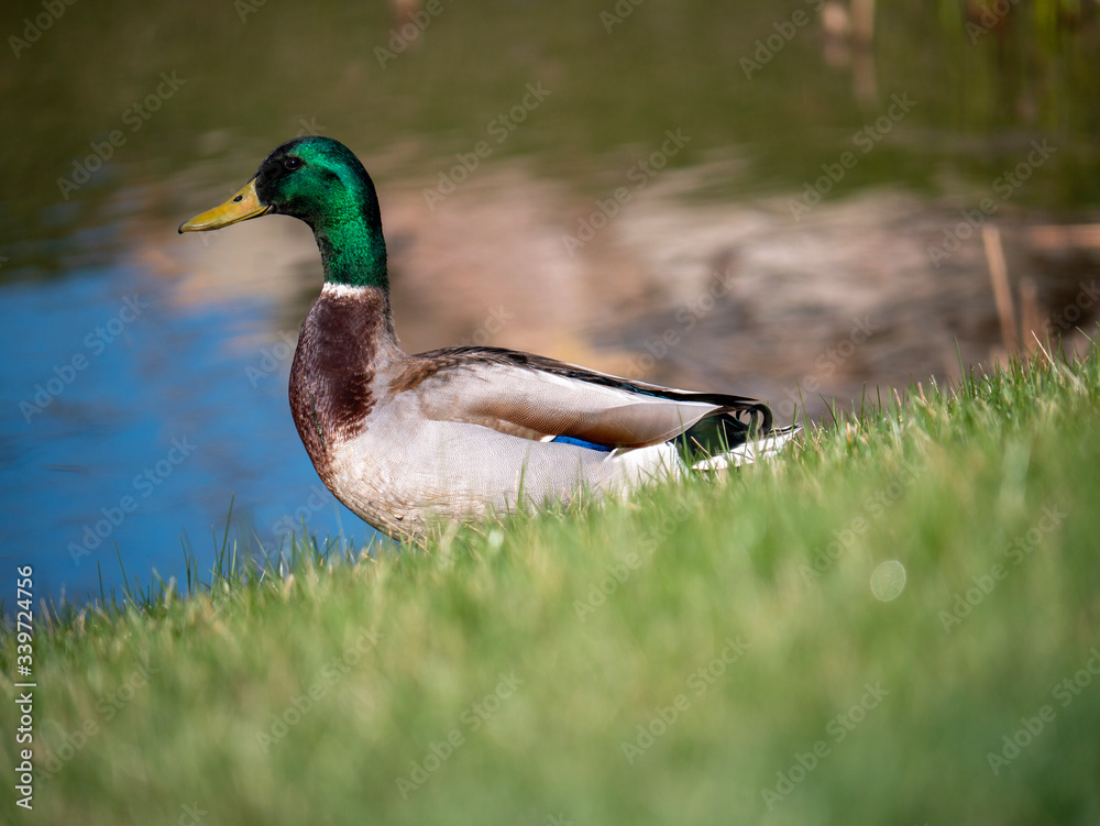 duck on the grass duck on the grass