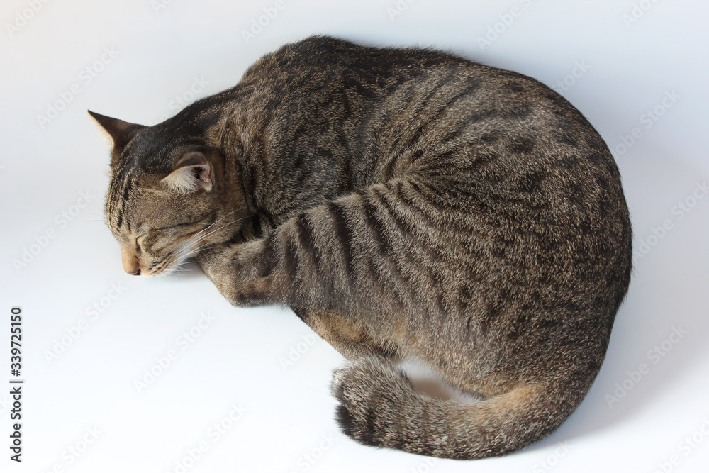 Obraz premium Top view of Thai tabby striped cat is sleeping on the floor, concept for pets at home.