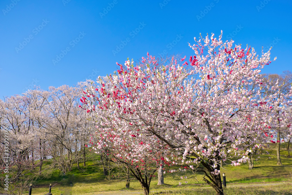 桜並木　ニッポの春満開