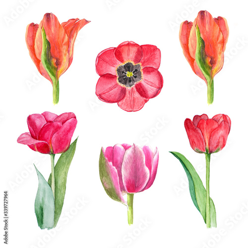 Watercolor tulips set  hand drawn illustration of spring flowers  floral elements isolated on white background.