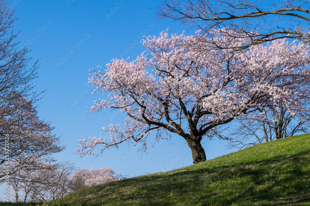 日本の春満開の一本の大きな桜の木