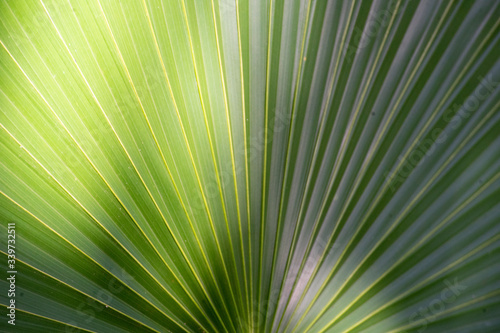 jungle palm tree leaves