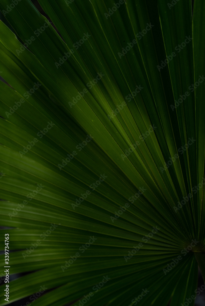 Obraz premium jungle palm leaf background