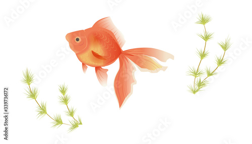 金魚と水草