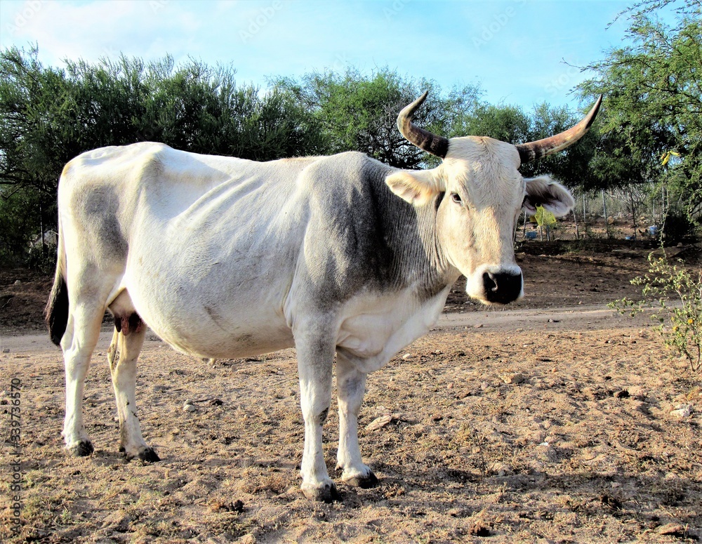 white cow in the field