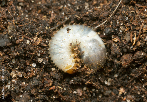 Beetle larva in soil