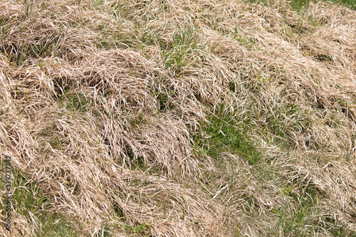 withered light brown grass with little green grass on a slope, in spring, by day