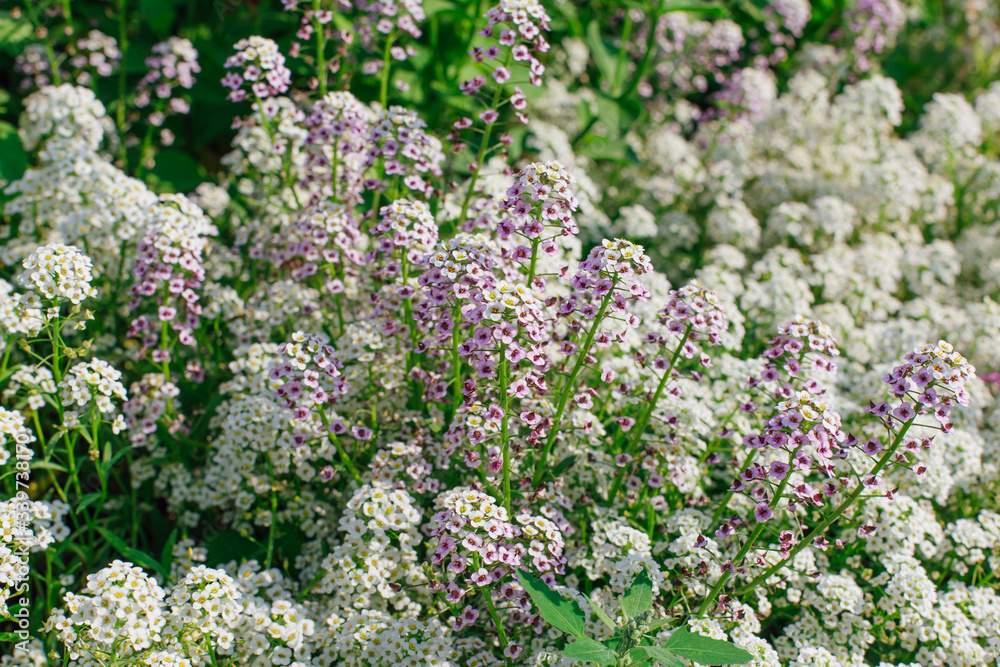 Petite snow white mauve flowers of Lobularia maritima Alyssum maritimum. Sweet alyssum or sweet alison, alyssum genus Alyssum. Petite snow white mauve flowers of Lobularia maritima Alyssum maritimum. Sweet alyssum or sweet alison, alyssum genus Alyssum.