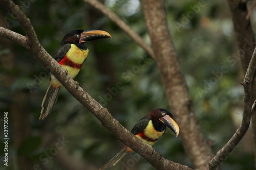 chestnut eared aracari, Paraguarí, Paraguay photo