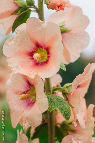 Pink malva flower close-up in the garden