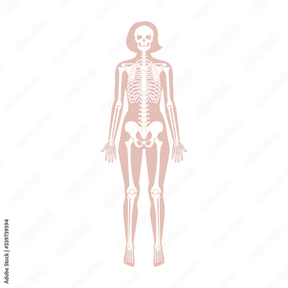 Woman skeleton anatomy