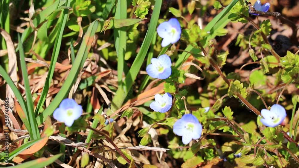 春の花 オオイヌノフグリ 春の花 オオイヌノフグリ