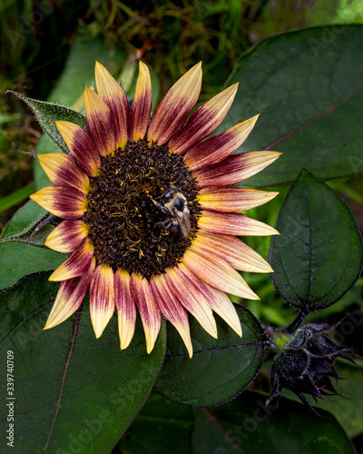 Bee on  Red and Cream Sunflower
