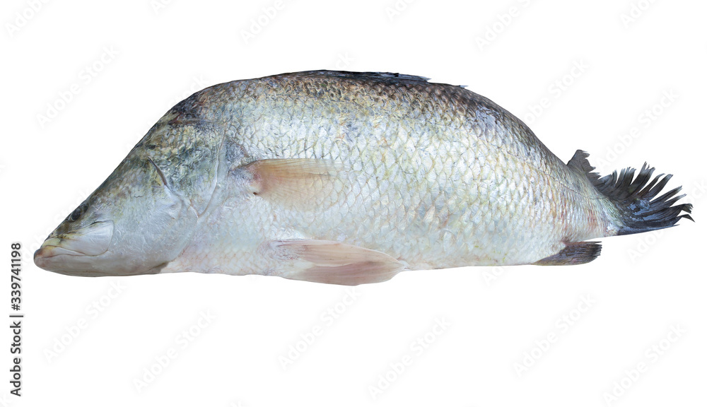 Raw fish white snapper isolated on white background with clipping path..