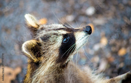 Close up of a racoon © kamalec