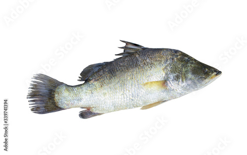 Raw fish white snapper isolated on white background with clipping path..