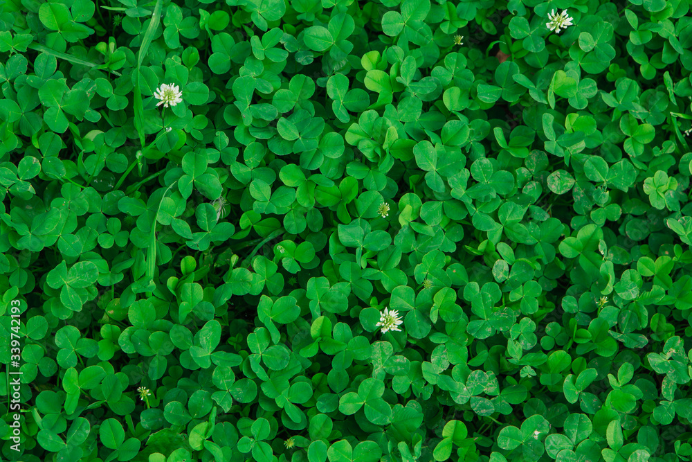 Natural green grass clover texture. Natural background. Natural green grass clover texture. Natural background.
