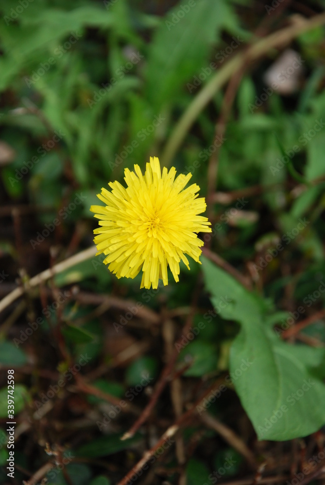 yellow dandelion flower yellow dandelion flower