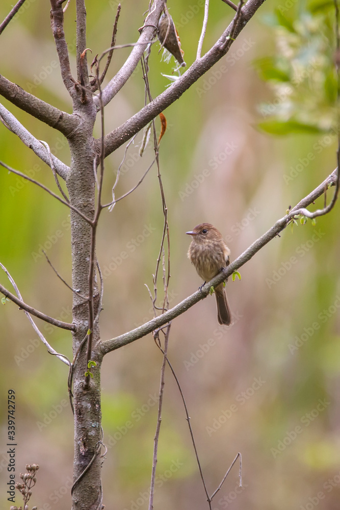 Bran colored Flycatcher photographed in Vargem Alta, Espirito Santo. Southeast of Brazil. Atlantic Forest Biome. Picture made in 2018. Bran colored Flycatcher photographed in Vargem Alta, Espirito Santo. Southeast of Brazil. Atlantic Forest Biome. Picture made in 2018.