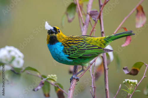 Gilt edged Tanager photographed in Vargem Alta, Espirito Santo. Southeast of Brazil. Picture made in 2018. photo