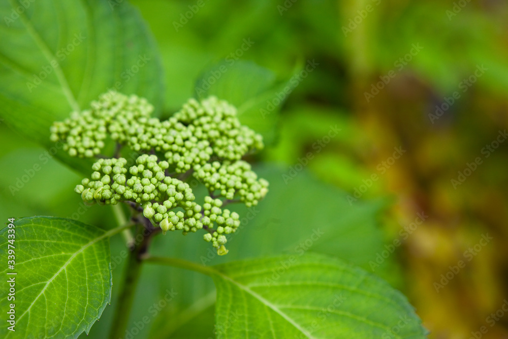紫陽花のつぼみ 紫陽花のつぼみ