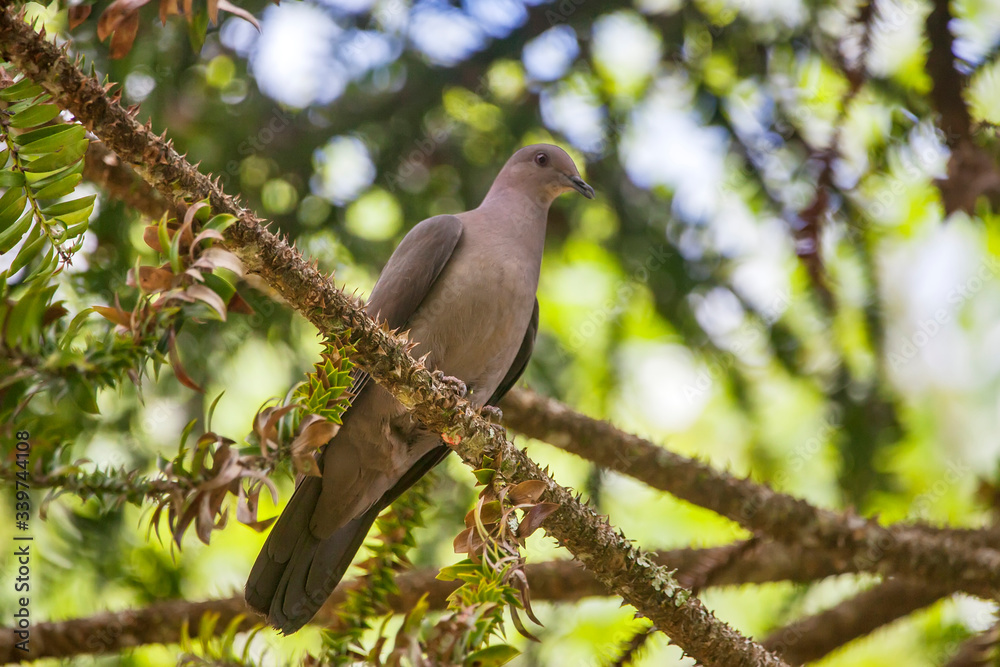 Plumbeous Pigeon photographed in Vargem Alta, Espirito Santo. Southeast of Brazil. Atlantic Forest Biome. Picture made in 2018. Plumbeous Pigeon photographed in Vargem Alta, Espirito Santo. Southeast of Brazil. Atlantic Forest Biome. Picture made in 2018.