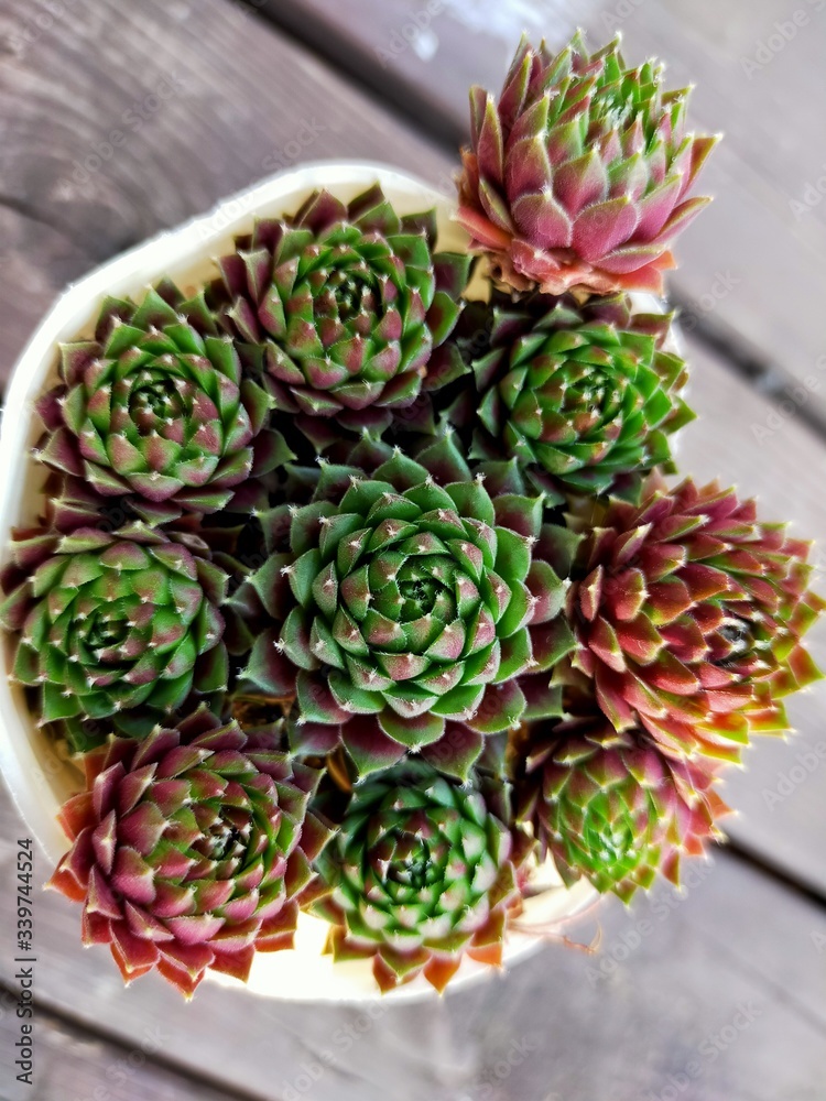 Fototapeta premium cactus in a pot-Succulent plant-多肉植物の小さいセンペルくん